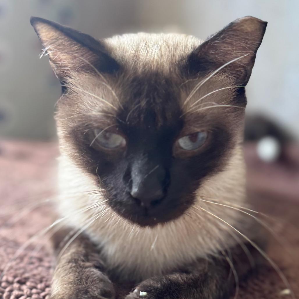 Enlarge Chaney, a Adoptable Siamese in TITUSVILLE, FL image 4/5