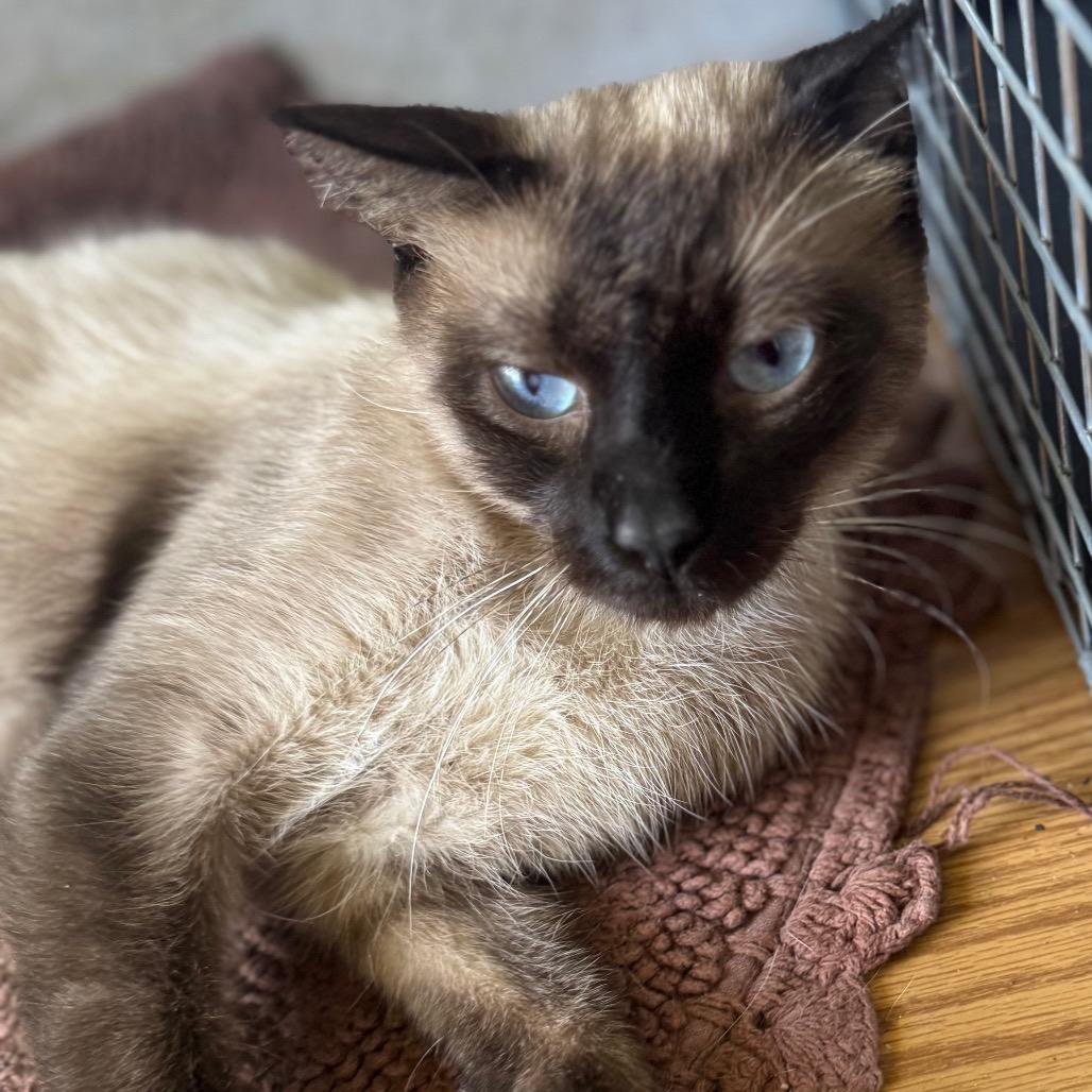 Chaney, a Adoptable Siamese in TITUSVILLE, FL image 4/5