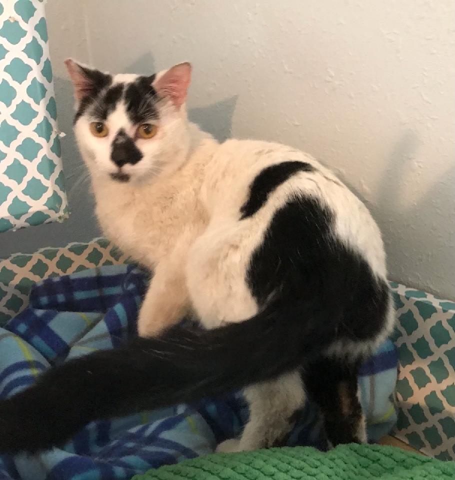 Squeakers, Adoptable, Young Male Domestic Short Hair.