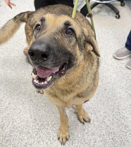 Minecraft Steve - 3, Adoptable, Adult Male German Shepherd Dog & Mixed Breed.