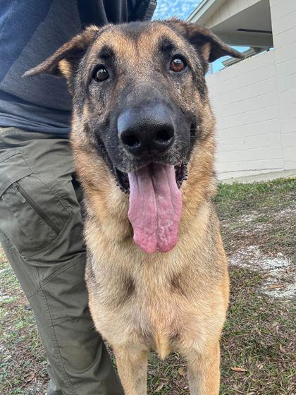 Minecraft Steve - 3, Adoptable, Adult Male German Shepherd Dog & Mixed Breed.
