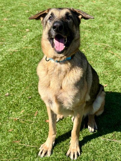 Minecraft Steve - 3, Adoptable, Adult Male German Shepherd Dog & Mixed Breed.