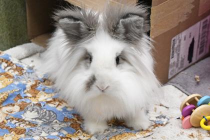 Hazel, Adoptable, Adult Female Bunny Rabbit & Bunny Rabbit.