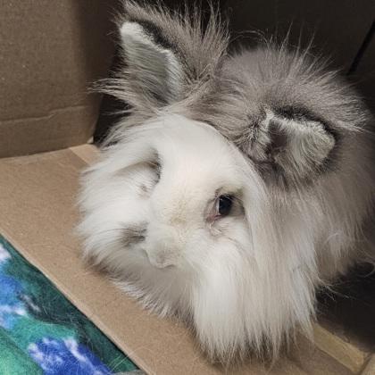 Hazel, Adoptable, Adult Female Bunny Rabbit & Bunny Rabbit.