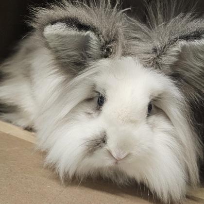 Enlarge Hazel, a Adoptable mixed breed in Scotia, NY image 2/2