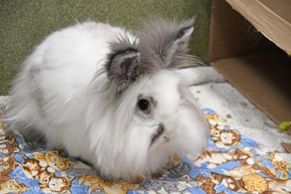 Enlarge Hazel, a Adoptable mixed breed in Scotia, NY image 3/3