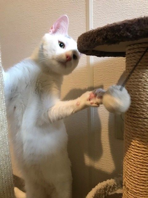 Shazam, a Adoptable Domestic Short Hair in Manchester, CT image 1/12