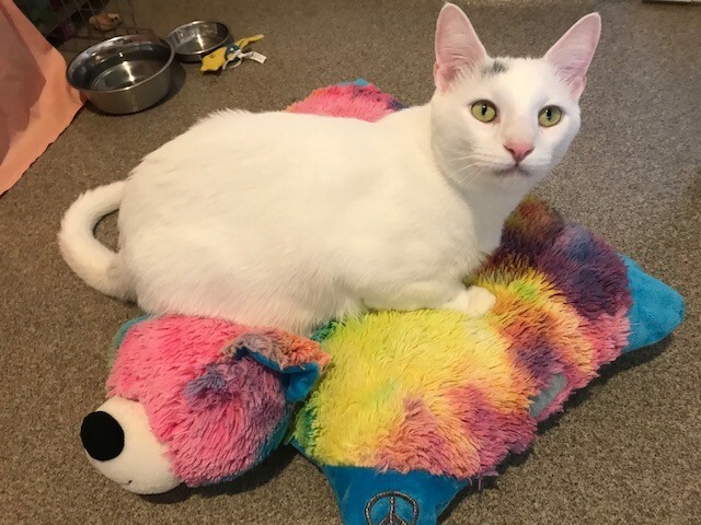 Shazam, a Adoptable Domestic Short Hair in Manchester, CT image 2/12