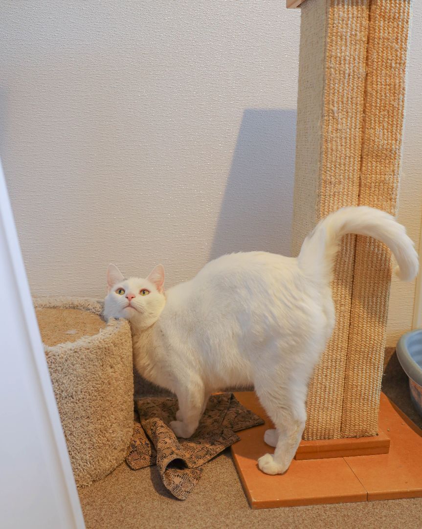 Shazam, a Adoptable Domestic Short Hair in Manchester, CT image 3/12