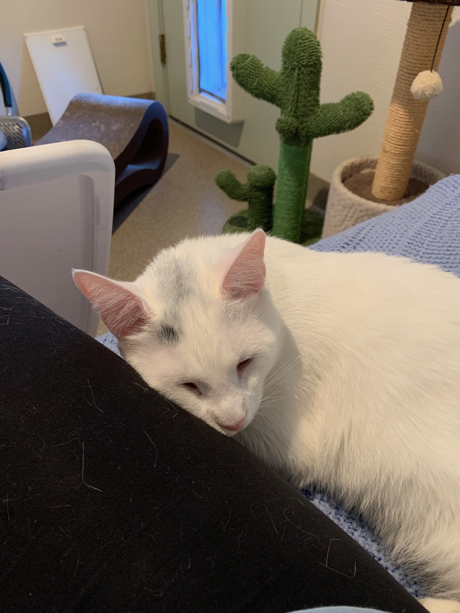 Shazam, a Adoptable Domestic Short Hair in Manchester, CT image 4/12