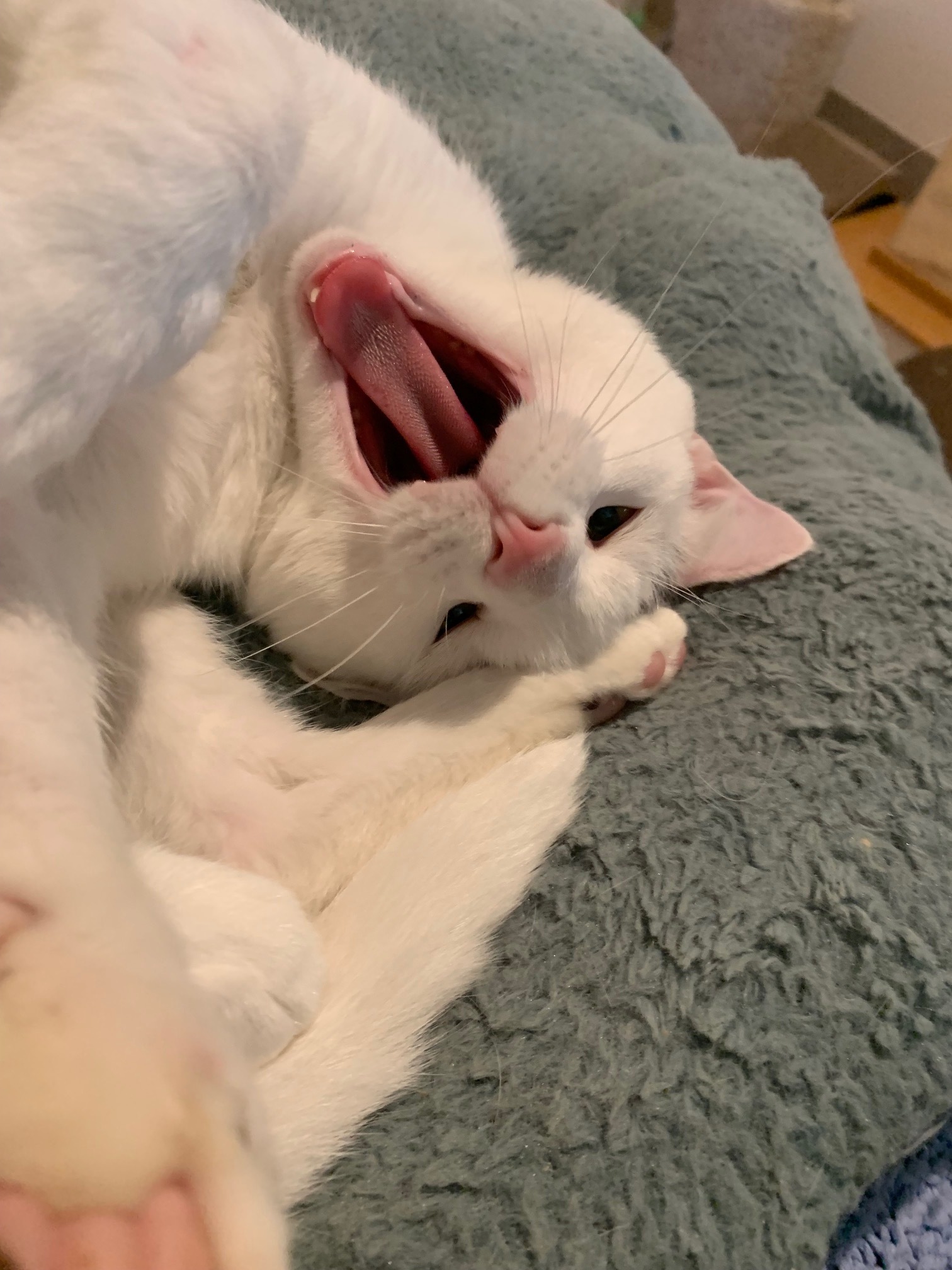 Shazam, a Adoptable Domestic Short Hair in Manchester, CT image 5/12