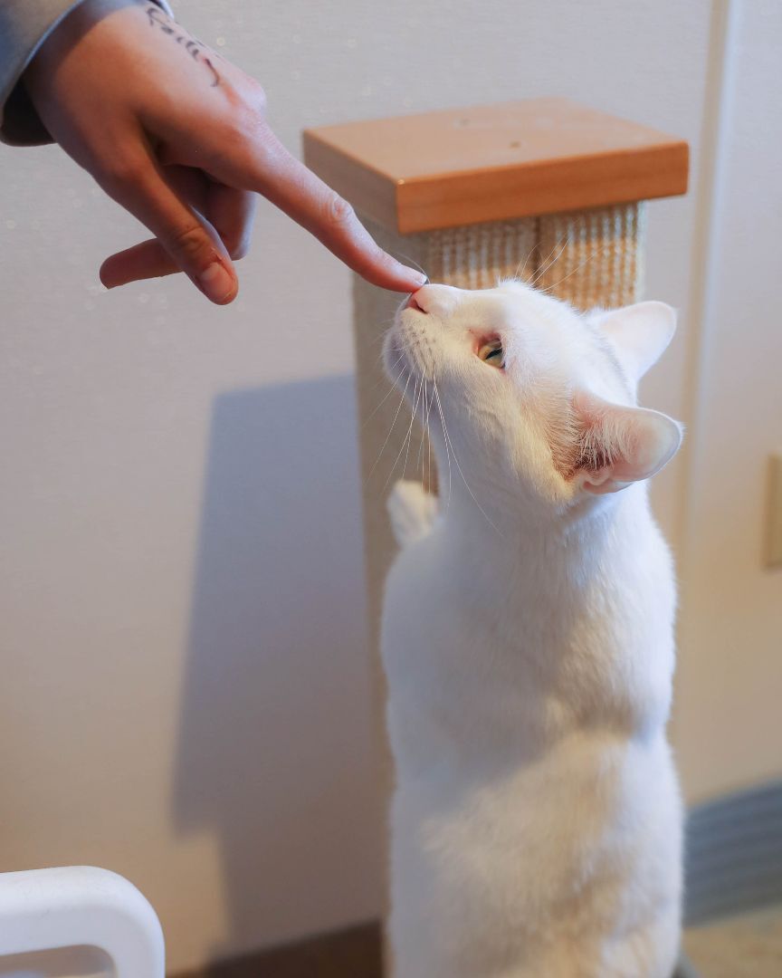 Shazam, a Adoptable Domestic Short Hair in Manchester, CT image 6/12