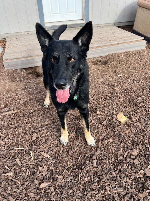 Henry, Adoptable, Senior Male Shepherd.