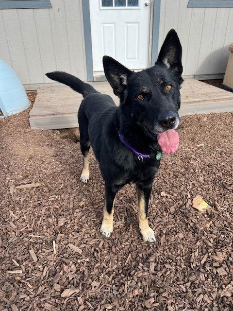 Henry, a Adoptable Shepherd in Alturas, CA image 2/3
