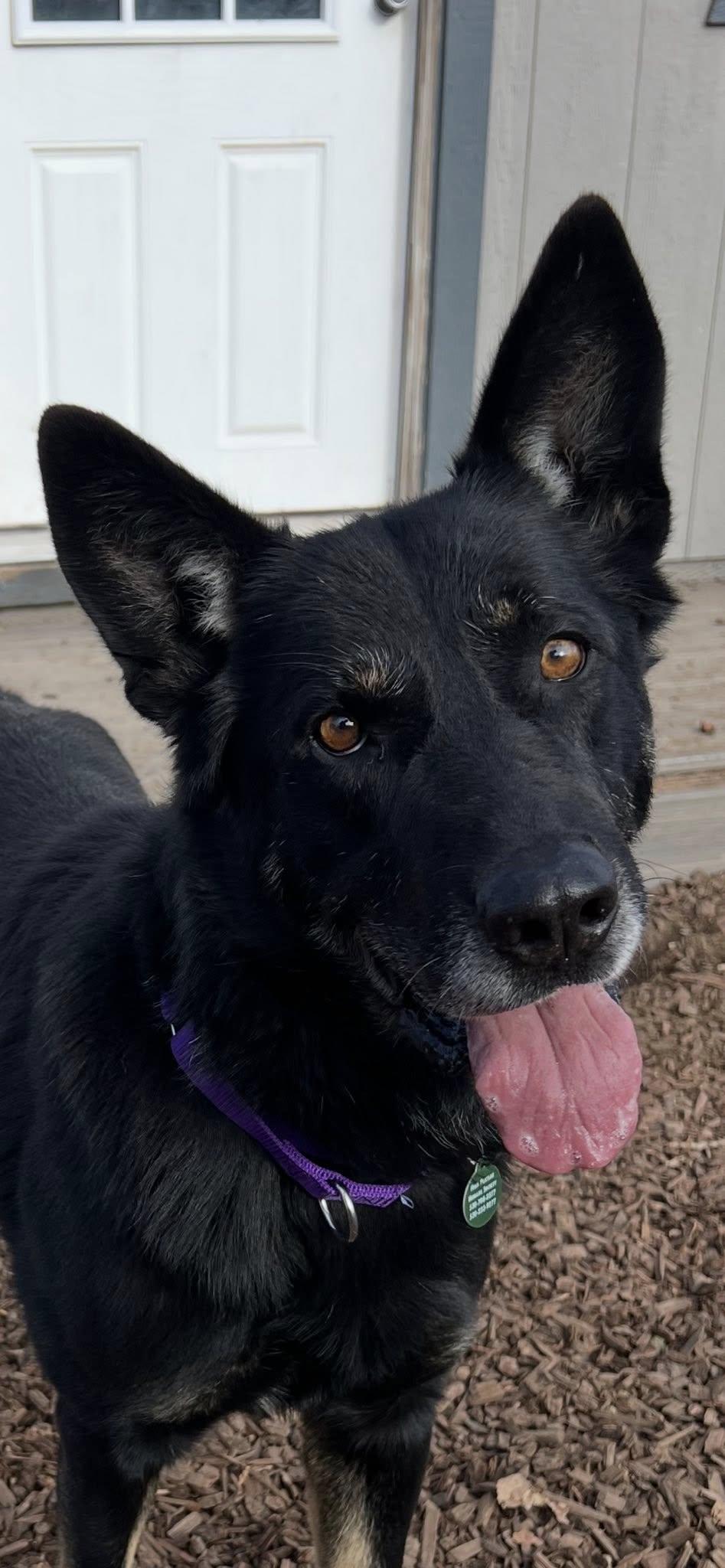 Henry, a Adoptable Shepherd in Alturas, CA image 3/3