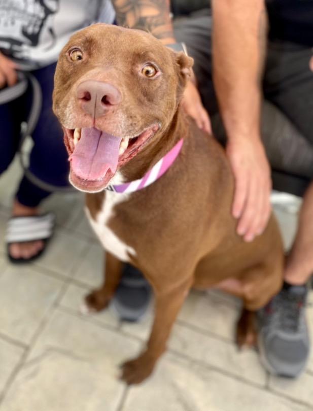 Lucy Ann - Adopt Me!, Adoptable, Adult Female Labrador Retriever & American Staffordshire Terrier.