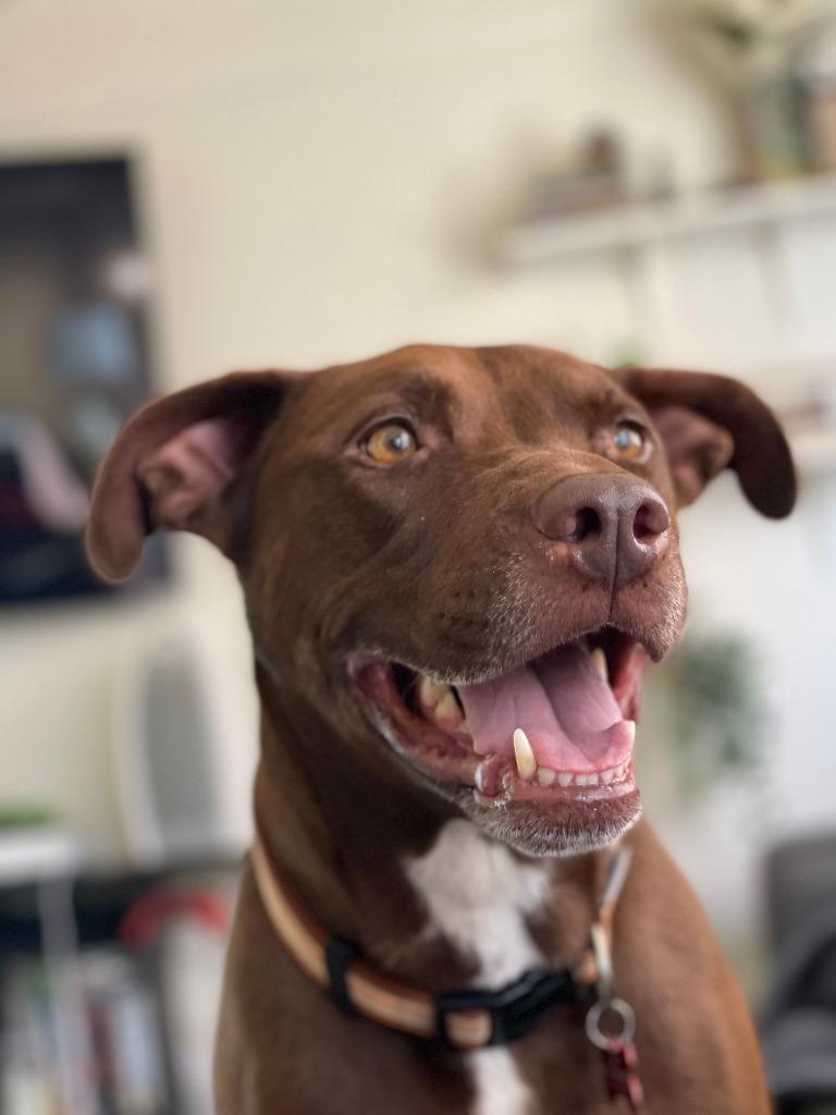 Lucy Ann - Adopt Me!, Adoptable, Senior Female Labrador Retriever & American Staffordshire Terrier.