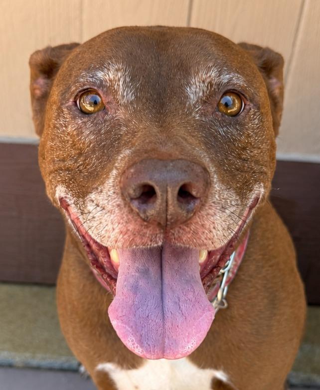 Lucy Ann - Adopt Me!, a Adoptable mixed breed in Lake Forest, CA image 3/6