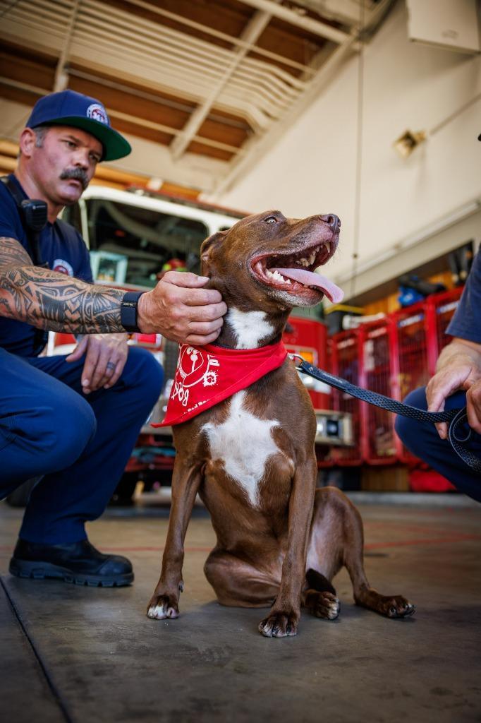 Enlarge Lucy Ann - Adopt Me!, a Adoptable mixed breed in Lake Forest, CA image 3/6