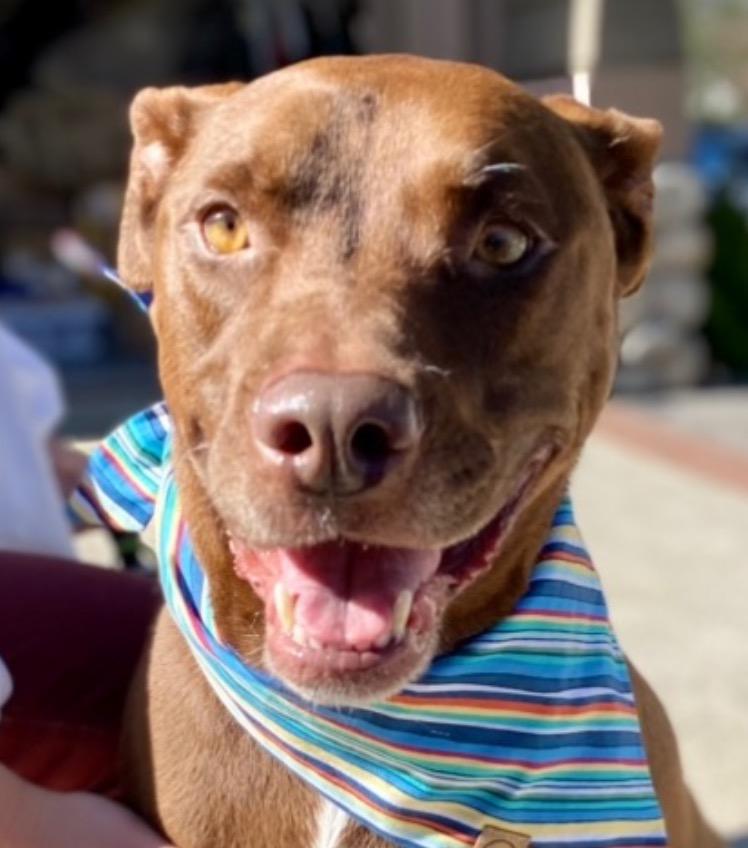 Enlarge Lucy Ann - Adopt Me!, a Adoptable mixed breed in Lake Forest, CA image 3/6