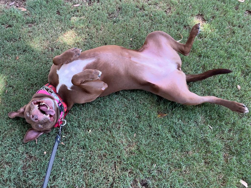 Enlarge Lucy Ann - Adopt Me!, a Adoptable mixed breed in Lake Forest, CA image 4/6