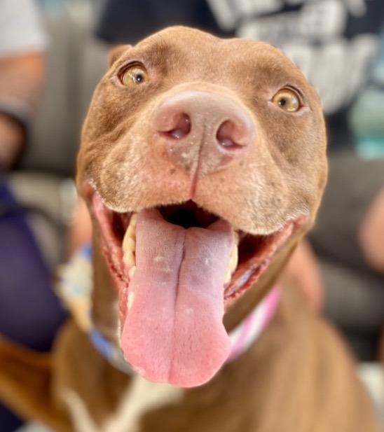 Enlarge Lucy Ann - Adopt Me!, a Adoptable mixed breed in Lake Forest, CA image 5/6