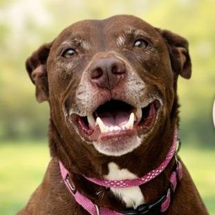 Enlarge Lucy Ann - Adopt Me!, a Adoptable mixed breed in Lake Forest, CA image 6/6