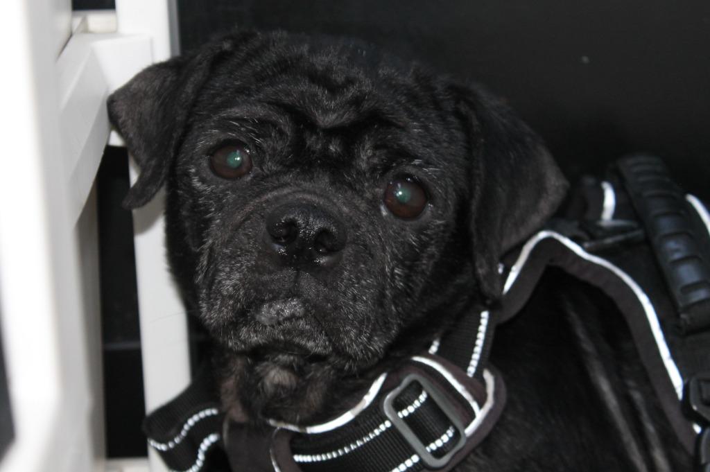 Enlarge Persephone, a Adoptable mixed breed in Gardena, CA image 2/6