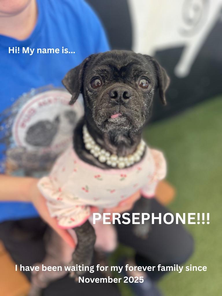 Enlarge Persephone, a Adoptable mixed breed in Gardena, CA image 3/6