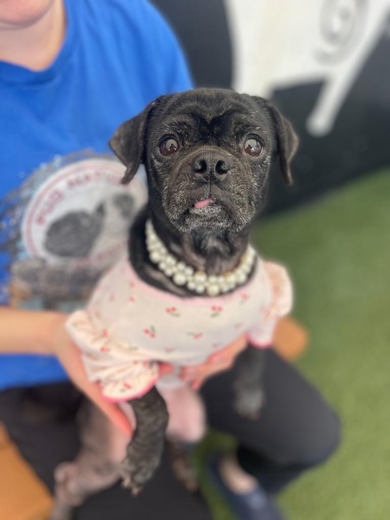 Enlarge Persephone, a Adoptable mixed breed in Gardena, CA image 2/6