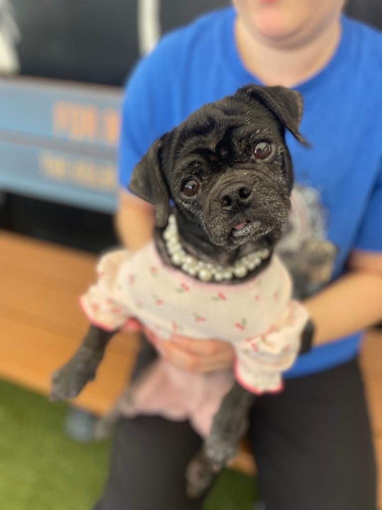 Enlarge Persephone, a Adoptable mixed breed in Gardena, CA image 3/6