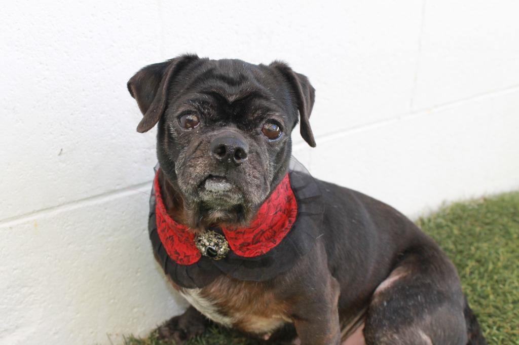 Enlarge Persephone, a Adoptable mixed breed in Gardena, CA image 5/6