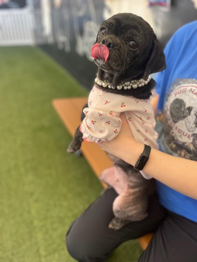 Enlarge Persephone, a Adoptable mixed breed in Gardena, CA image 4/6