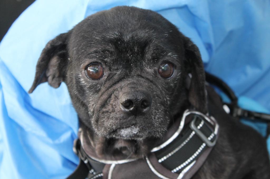 Enlarge Persephone, a Adoptable mixed breed in Gardena, CA image 5/6