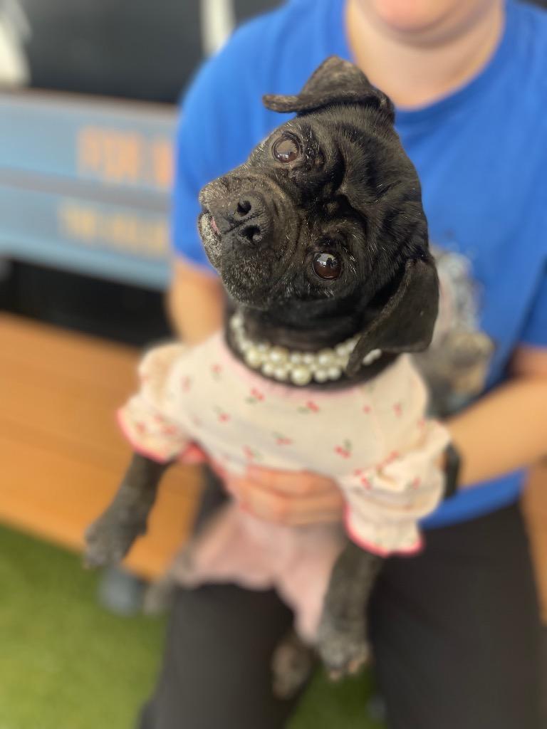 Enlarge Persephone, a Adoptable mixed breed in Gardena, CA image 6/6