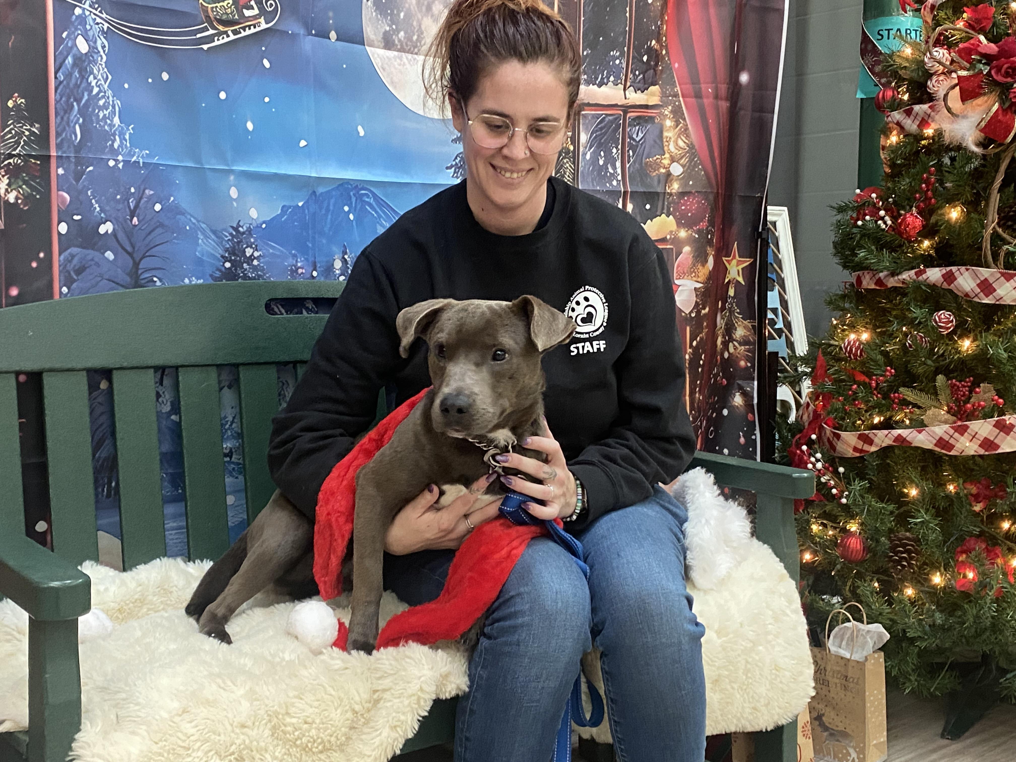 Enlarge Solar, an adopted Mixed Breed in Elyria, OH image 2/4