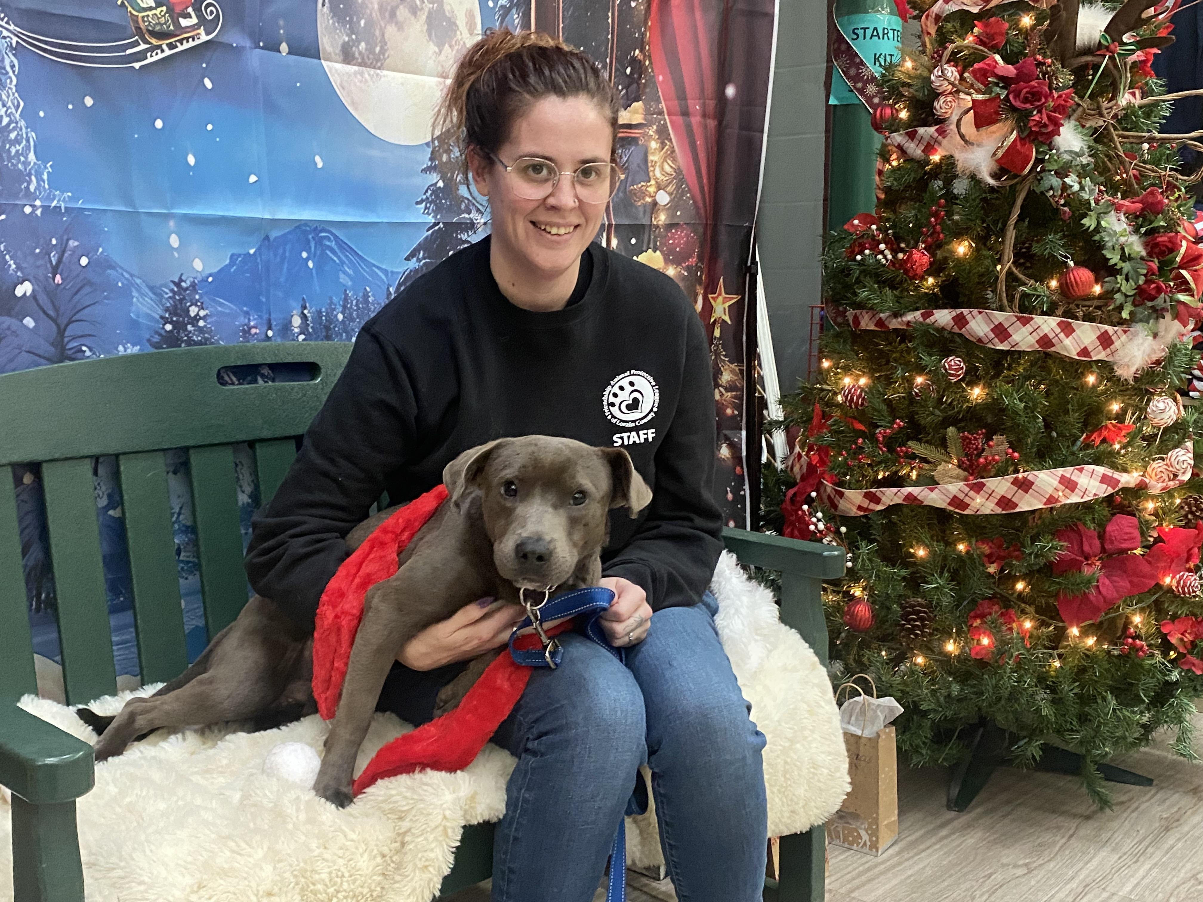 Enlarge Solar, an adopted Mixed Breed in Elyria, OH image 3/4