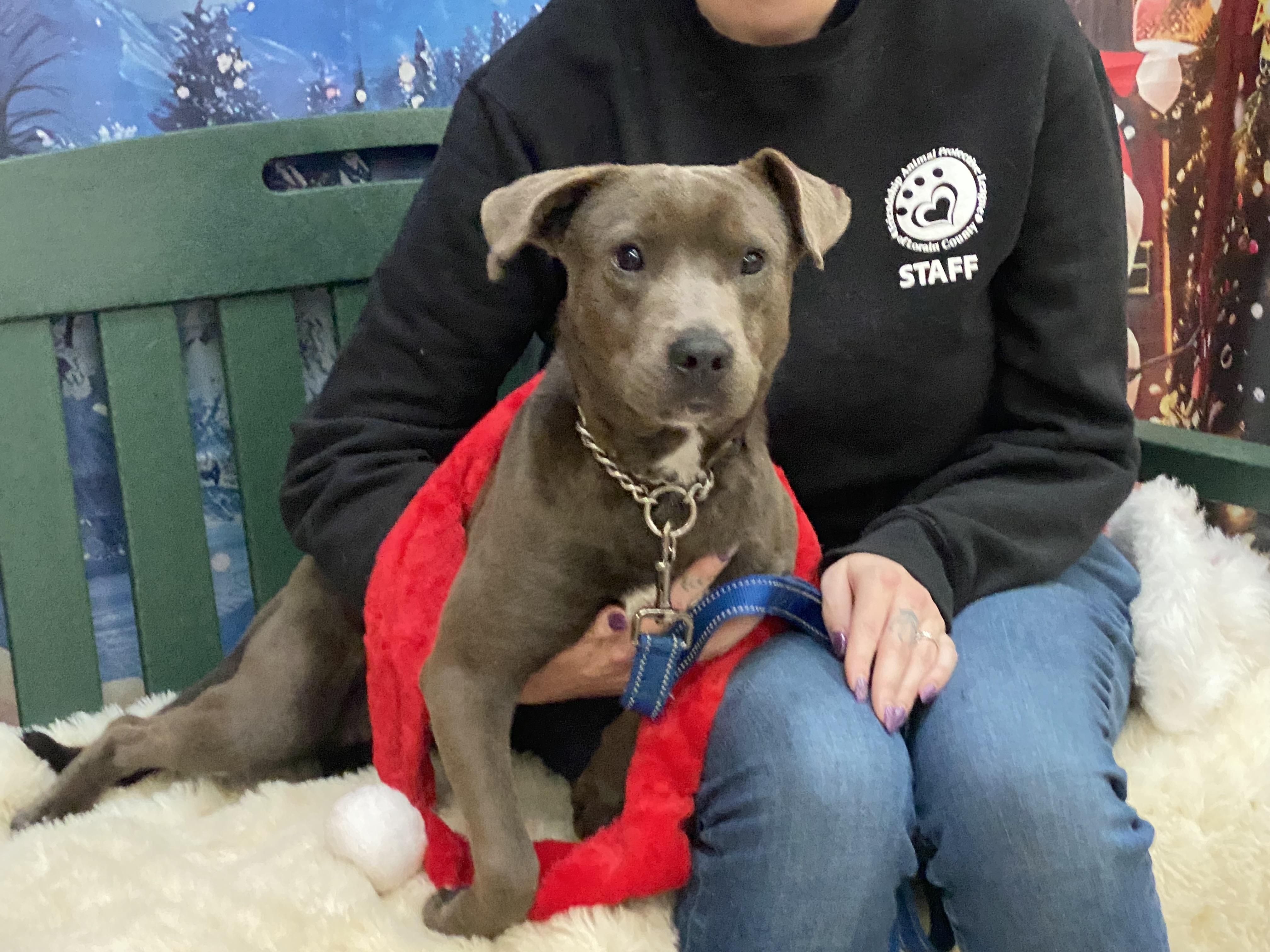 Enlarge Solar, an adopted Mixed Breed in Elyria, OH image 4/4