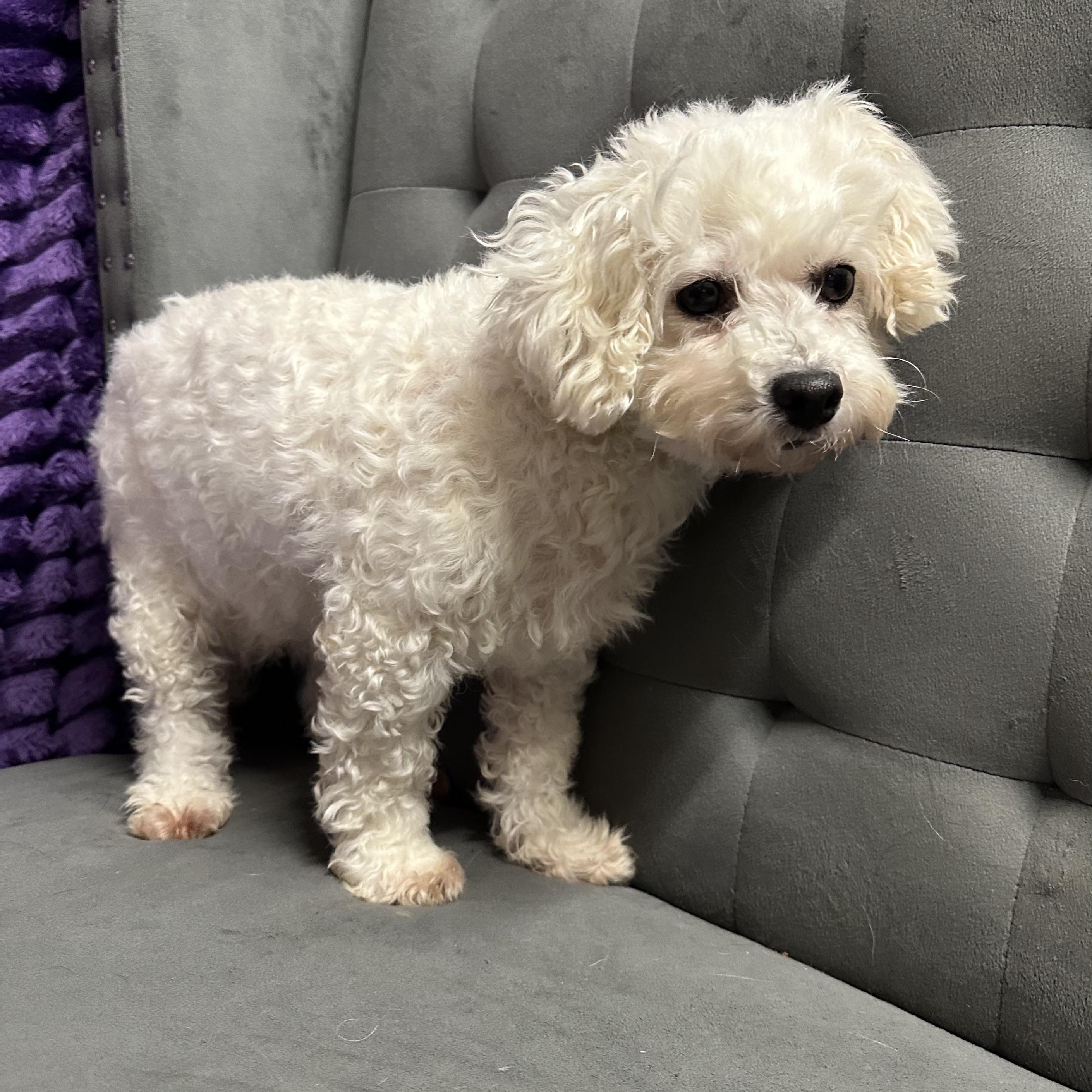 Enlarge Brilliance-Foster Home Needed, a Adoptable Bichon Frise in Hartland, WI image 2/6
