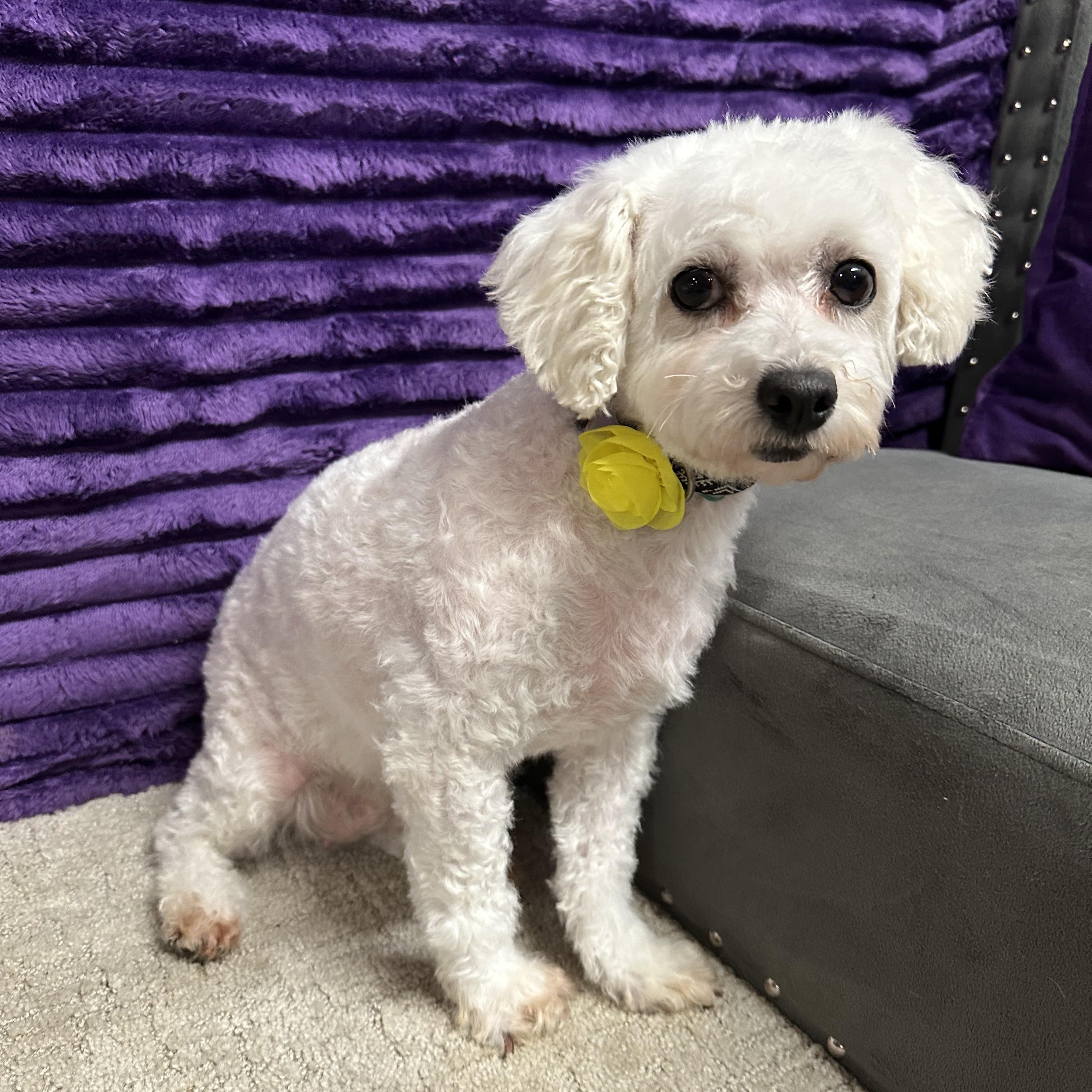 Brilliance-Foster Home Needed