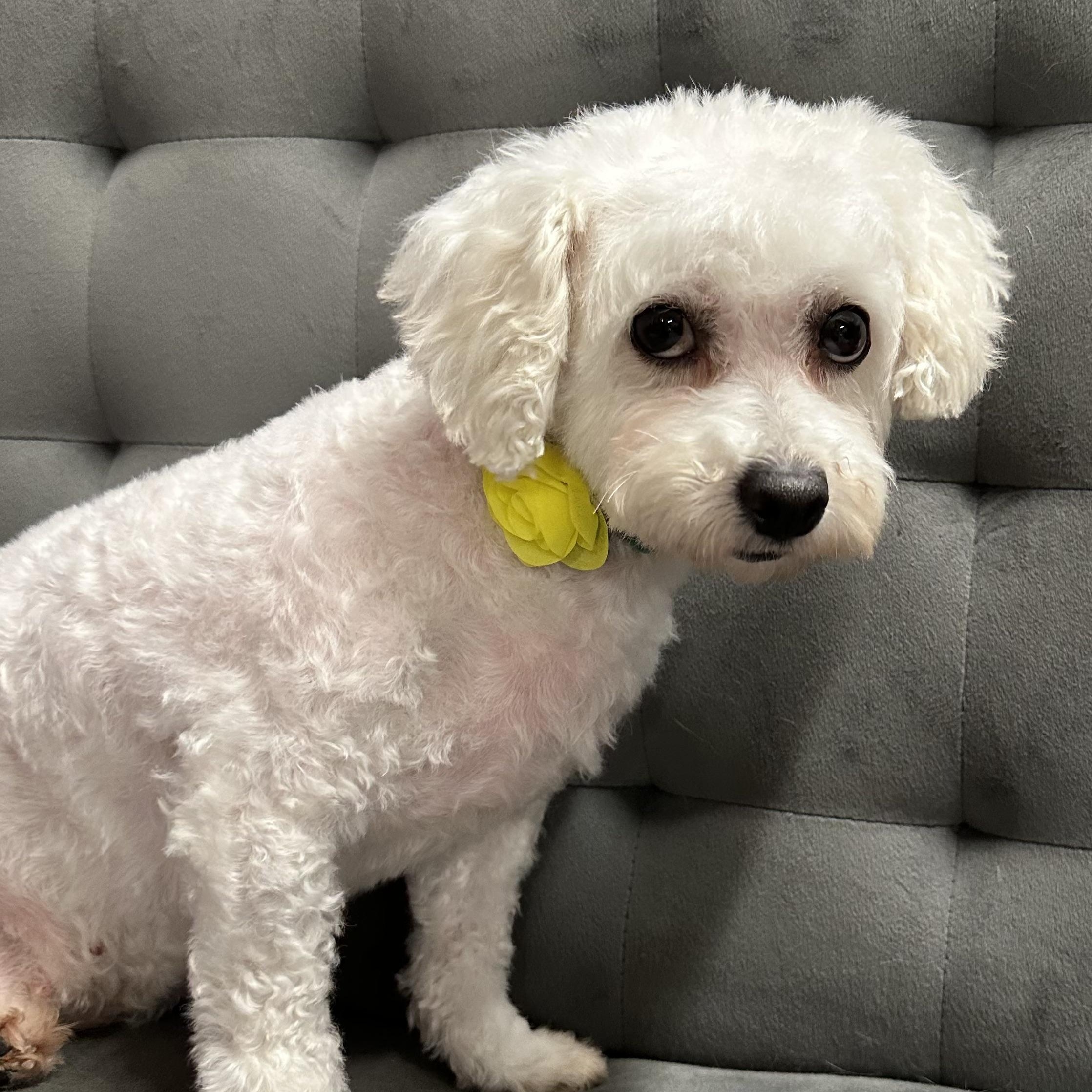 Brilliance-Foster Home Needed, a Adoptable Bichon Frise in Hartland, WI image 3/5