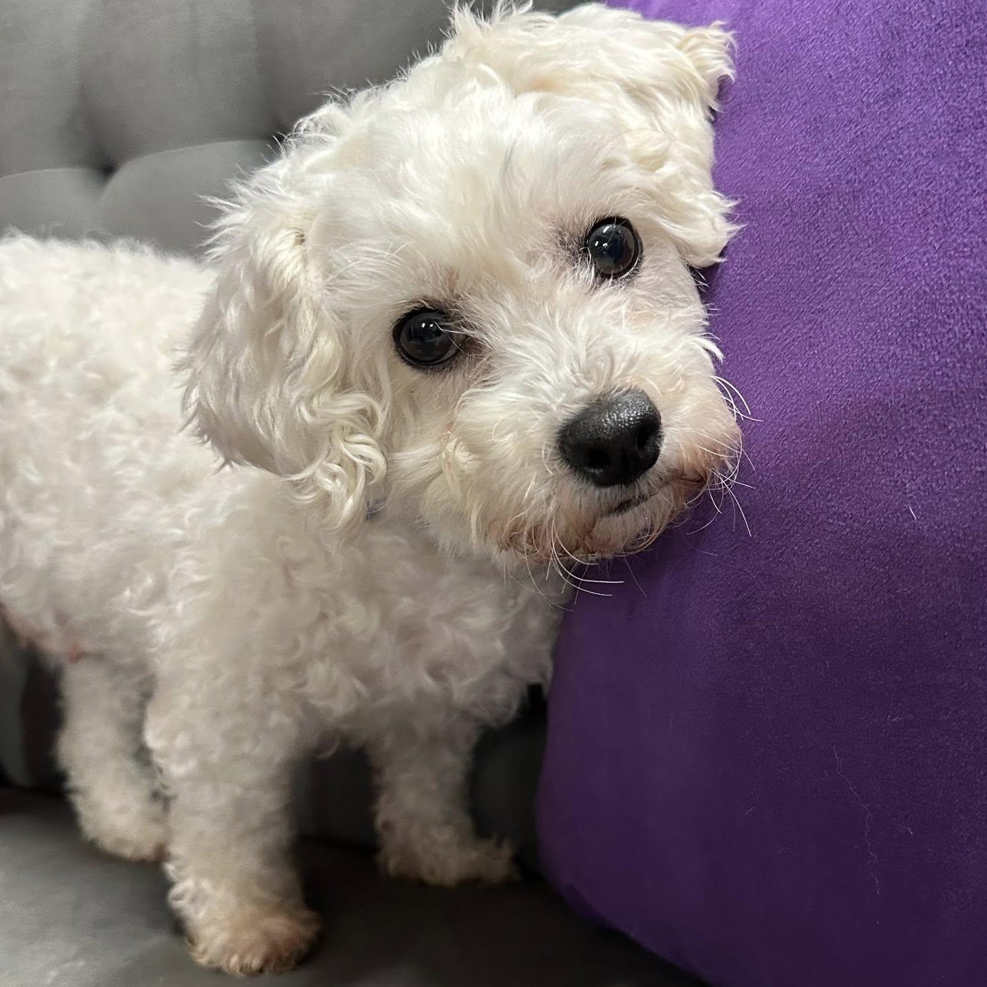 Brilliance-Foster Home Needed, a Adoptable Bichon Frise in Hartland, WI image 5/5