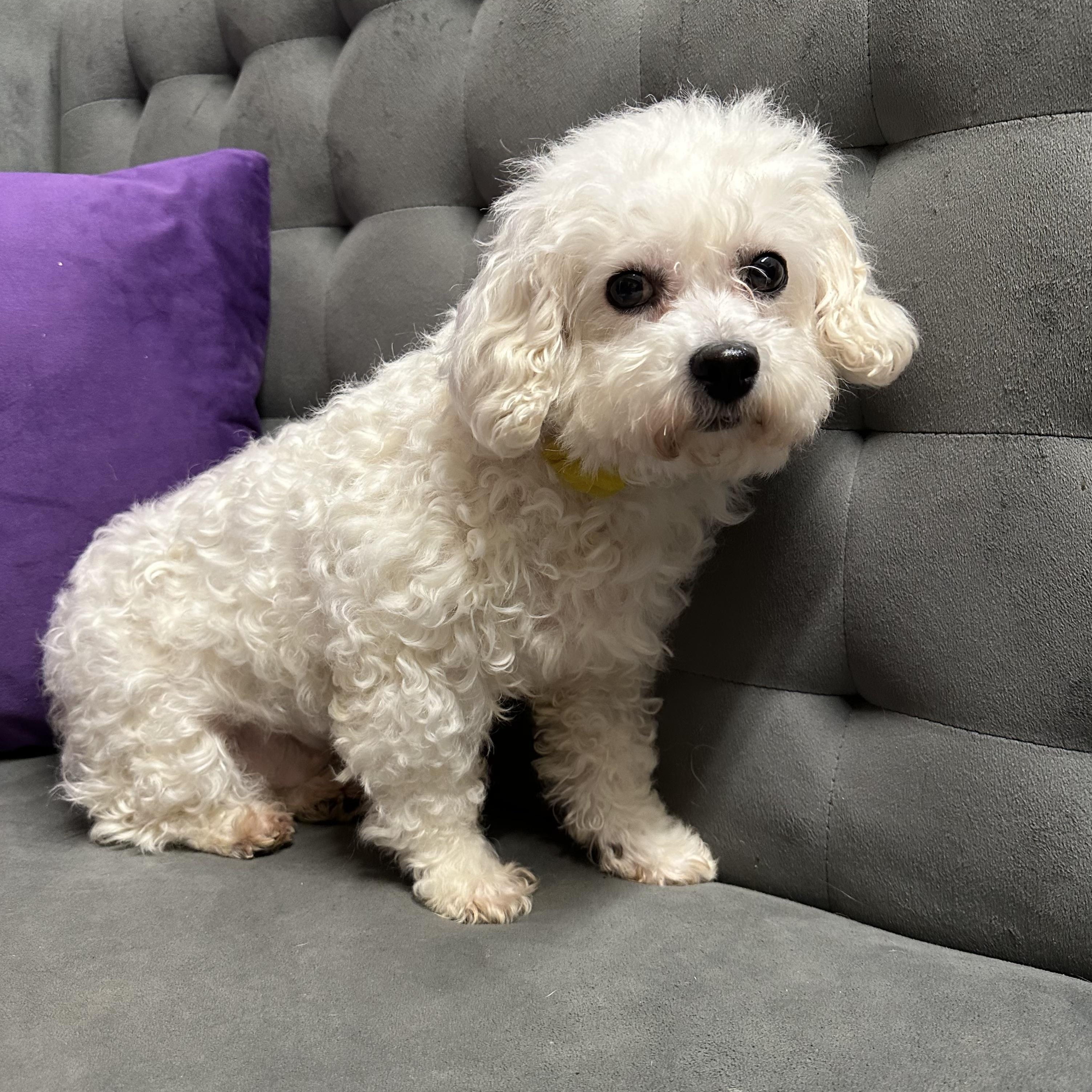Brilliance-Foster Home Needed, Adoptable, Adult Female Bichon Frise.