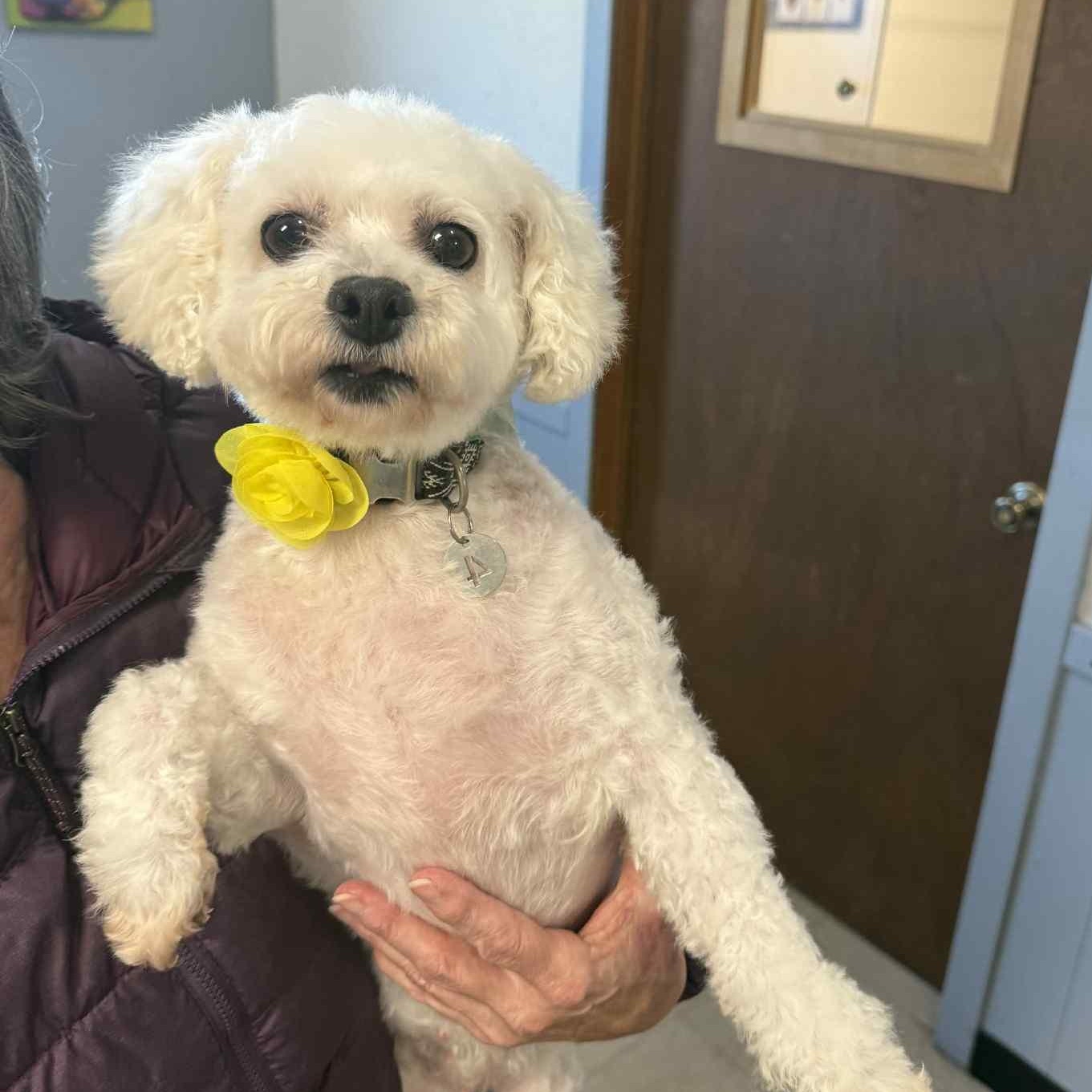 Brilliance-Foster Home Needed, a Adoptable Bichon Frise in Hartland, WI image 4/5