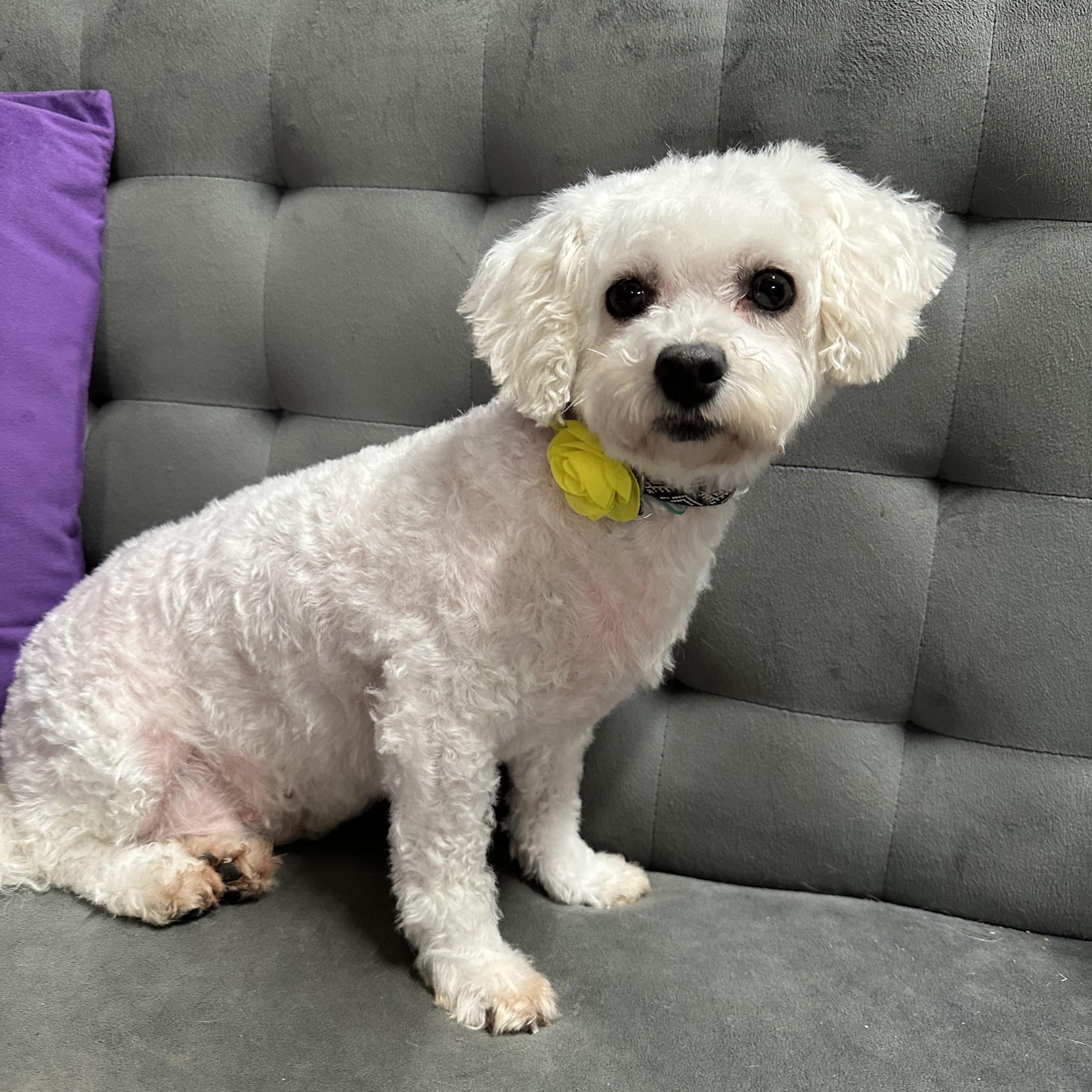 Brilliance-Foster Home Needed, a Adoptable Bichon Frise in Hartland, WI image 2/5