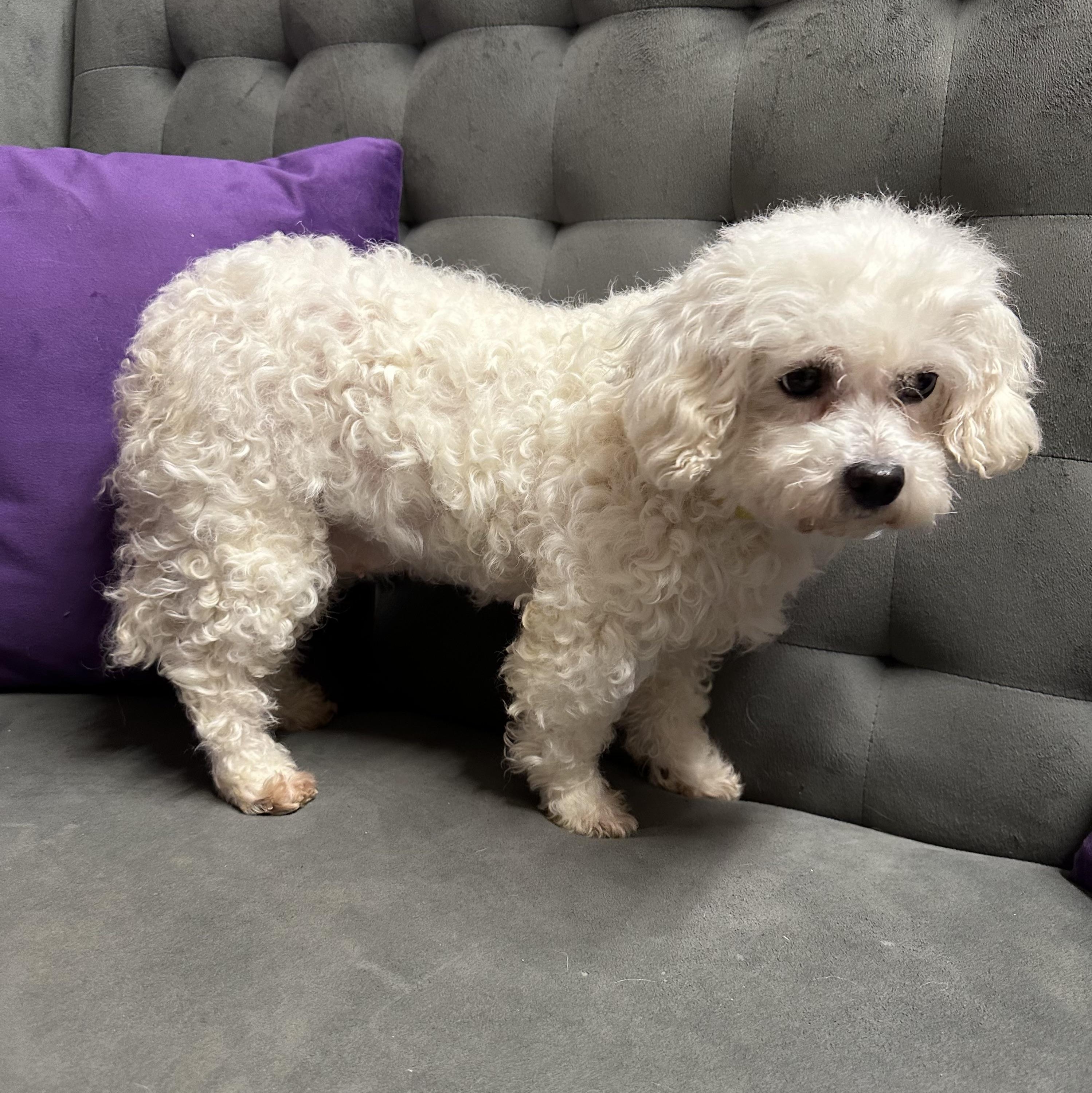 Enlarge Brilliance-Foster Home Needed, a Adoptable Bichon Frise in Hartland, WI image 4/5