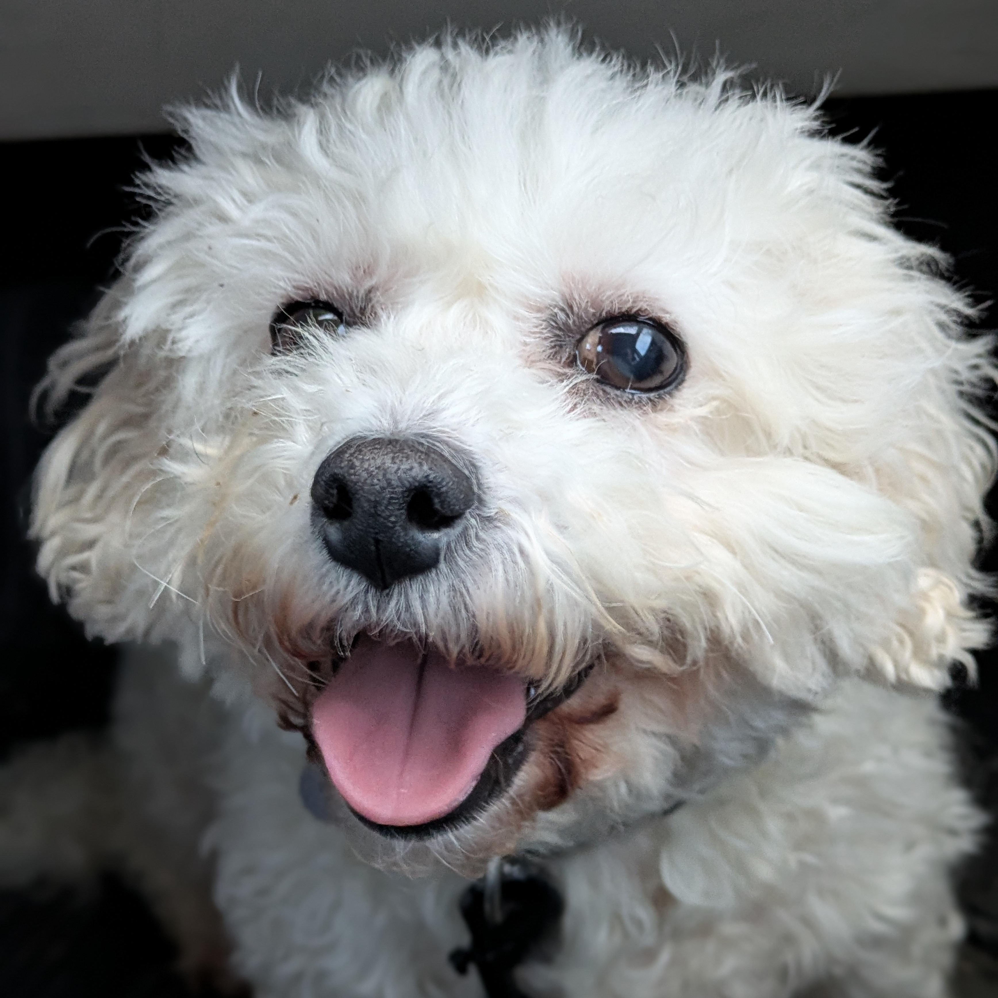 Enlarge Brilliance, a Adoptable Bichon Frise in Hartland, WI image 1/6