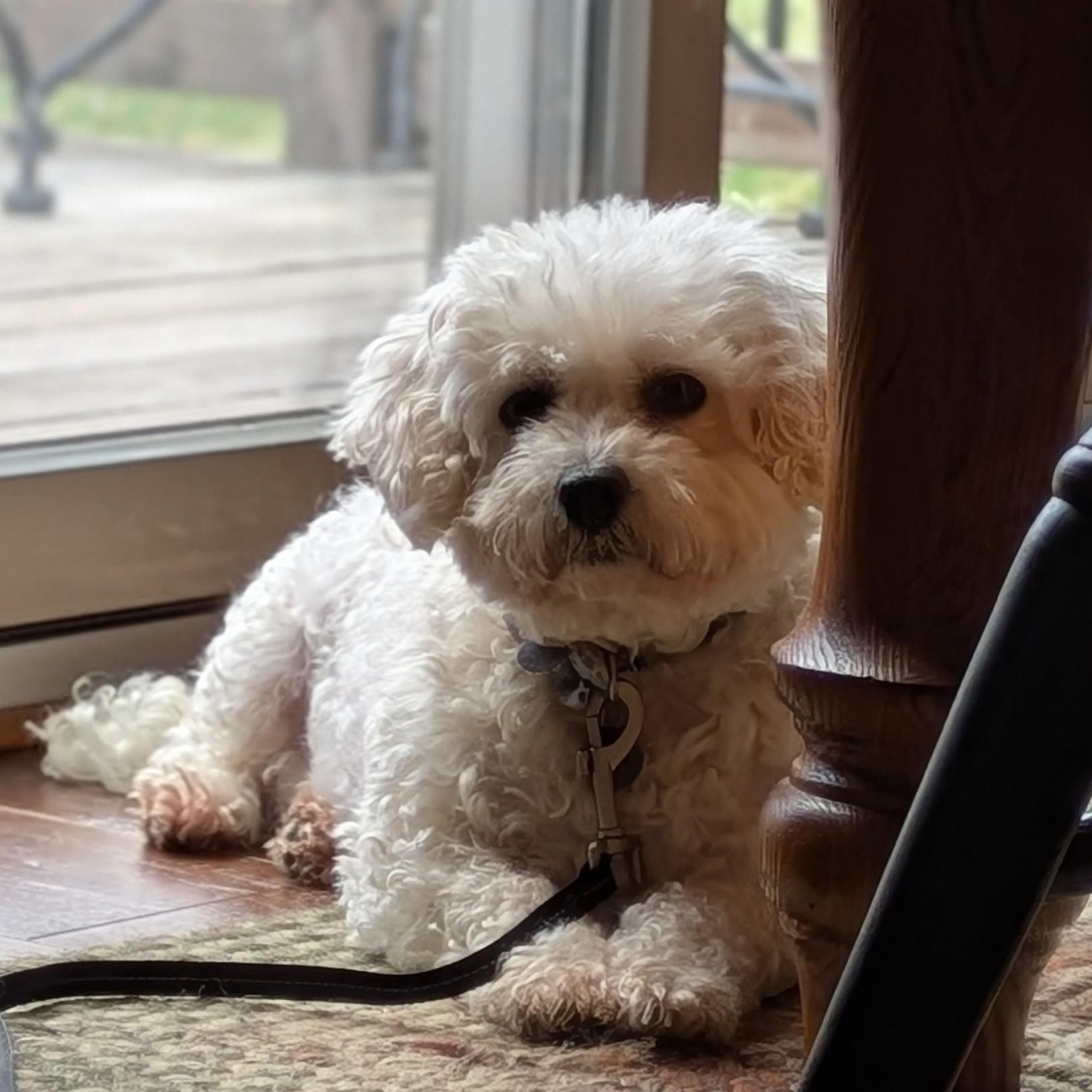 Enlarge Brilliance, a Adoptable Bichon Frise in Hartland, WI image 3/6