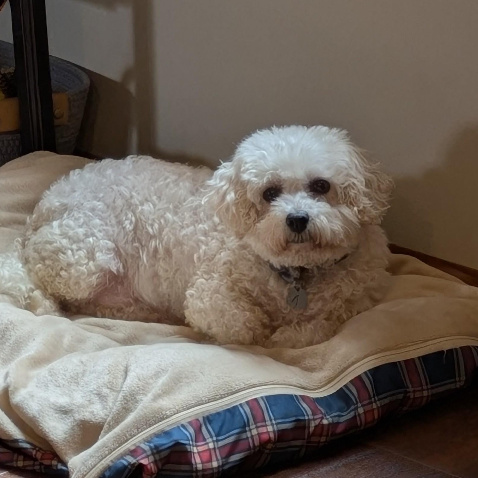 Enlarge Brilliance, a Adoptable Bichon Frise in Hartland, WI image 2/6