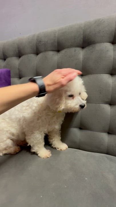 Enlarge Brilliance-Foster Home Needed, a Adoptable Bichon Frise in Hartland, WI video 5/5